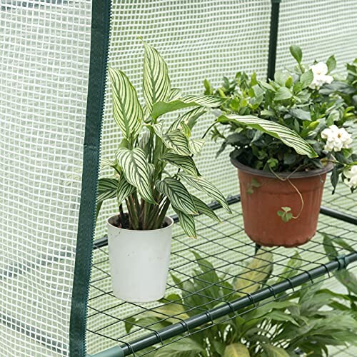 Plantes en pot sur une étagère dans une serre.