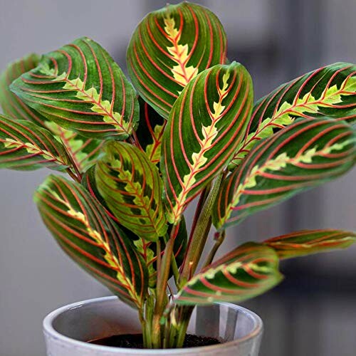 Plante tricolore Fascinator Maranta