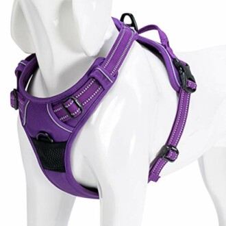 Harnais violet pour chien sur mannequin.