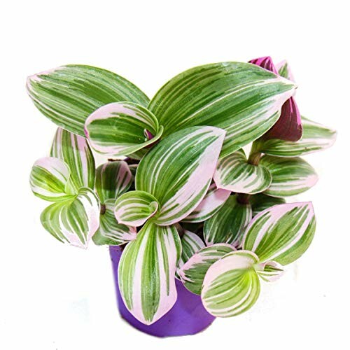 Tradescantia "Nanouk"