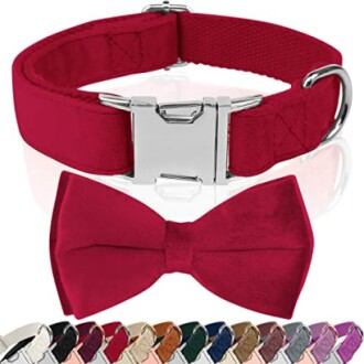 Collier rouge pour chien avec nœud papillon.