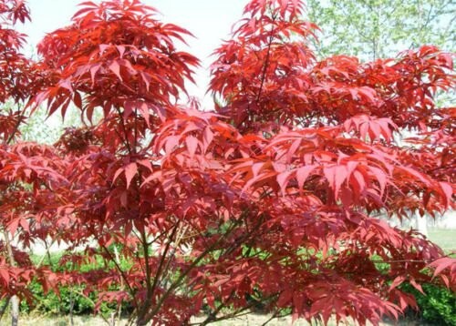 Feuilles rouges d'un érable japonais.