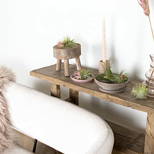 Plantes aériennes sur une étagère en bois rustique avec chaise blanche.