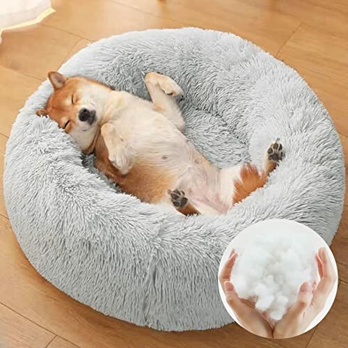 Chien Shiba Inu dormant dans un lit douillet