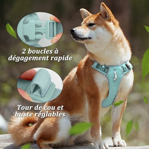 Chien Shiba Inu portant un harnais bleu clair avec boucles à dégagement rapide.