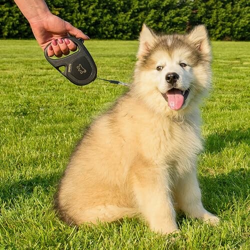 Chiot husky sibérien assis dans un parc