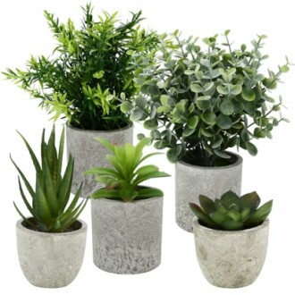 Petites plantes en pot sur une table.