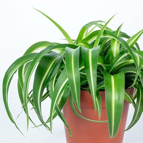 Plante verte en pot avec longues feuilles rayées.