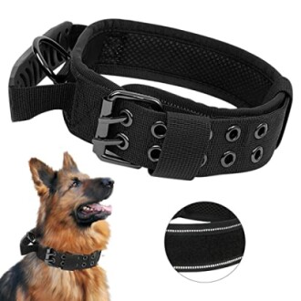 Chien portant un collier tactique noir