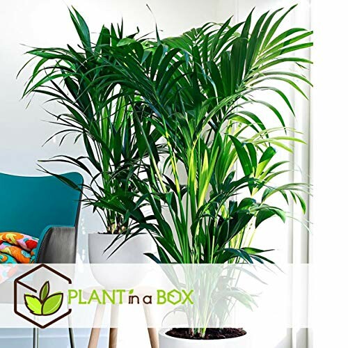 Grande plante tropicale verte dans un pot blanc à l'intérieur.