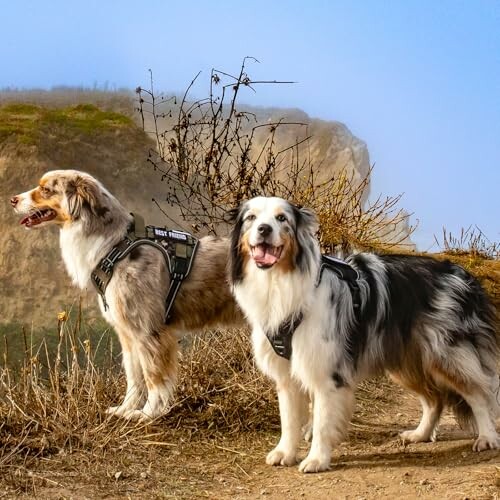 Deux chiens sur un sentier de randonnée avec des falaises en arrière-plan.