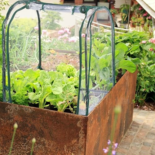 Petite serre de jardin urbain avec des légumes verts