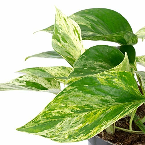 Feuilles de pothos panaché