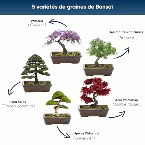 Image montrant cinq types de graines de bonsaï avec leurs noms.