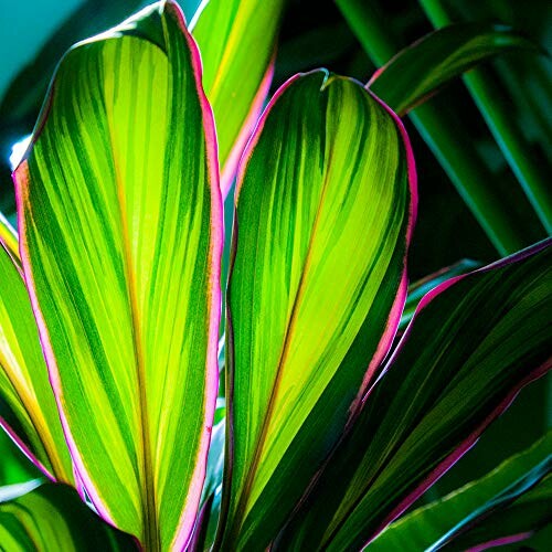Feuilles tropicales vertes avec des bords roses.