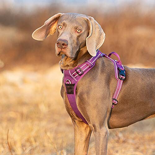 Chien Weimaraner avec un harnais violet.