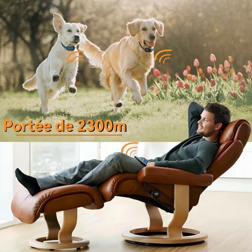 Homme relaxant dans un fauteuil avec chiens courant dans un champ.